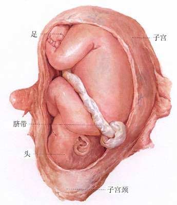 图解胎儿成长全过程