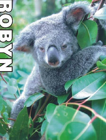 到香江动物世界看澳洲国宝树熊