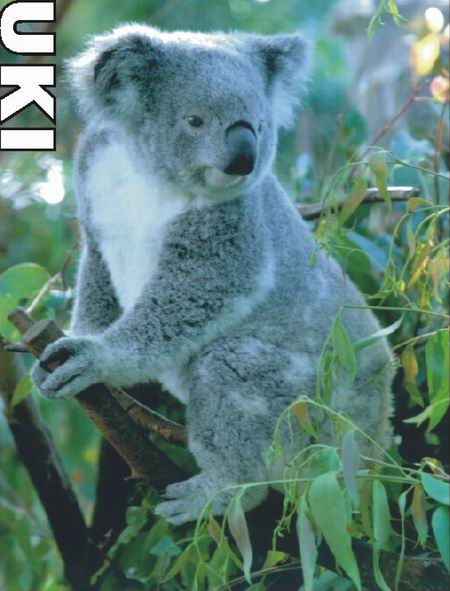 到香江动物世界看澳洲国宝树熊