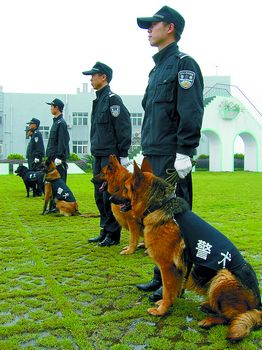 警犬绝活令人大开眼界(组图)