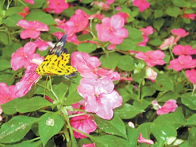 种植新技术调整花期 10万株兰花五一怒放(组图