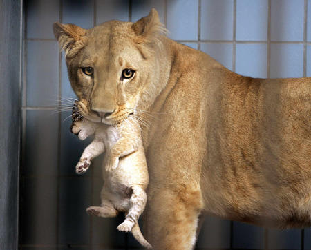 在丹麦日德兰半岛的奥尔堡动物园,狮妈妈叼着刚出生的小宝宝和公众