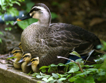几只小鸭子依偎在妈妈身旁享受春天-搜狐新闻