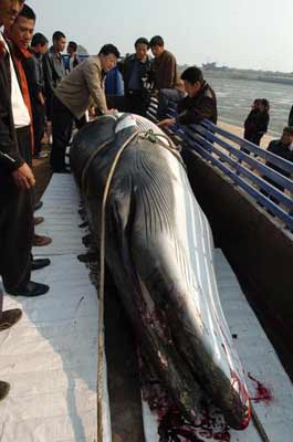 大连黄海发现6米长死亡巨鲸 渔民拖回港口(图