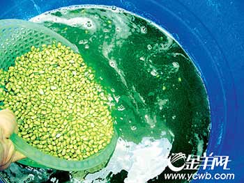记者再爆奸商黑幕 致癌色素浸泡黄豆变“青豆”