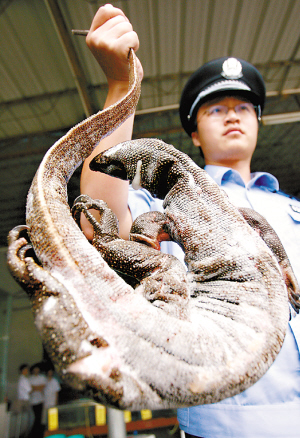 执法人员在酒家冰柜里查获国家一级保护野生动物巨蜥.