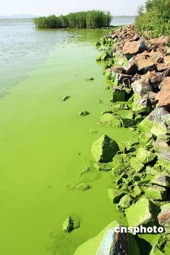 图文:太湖蓝藻再度爆发