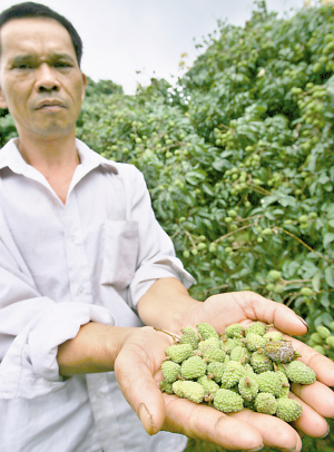 雨水作客 20天不走瓜菜涨价 荔枝减产(组图)