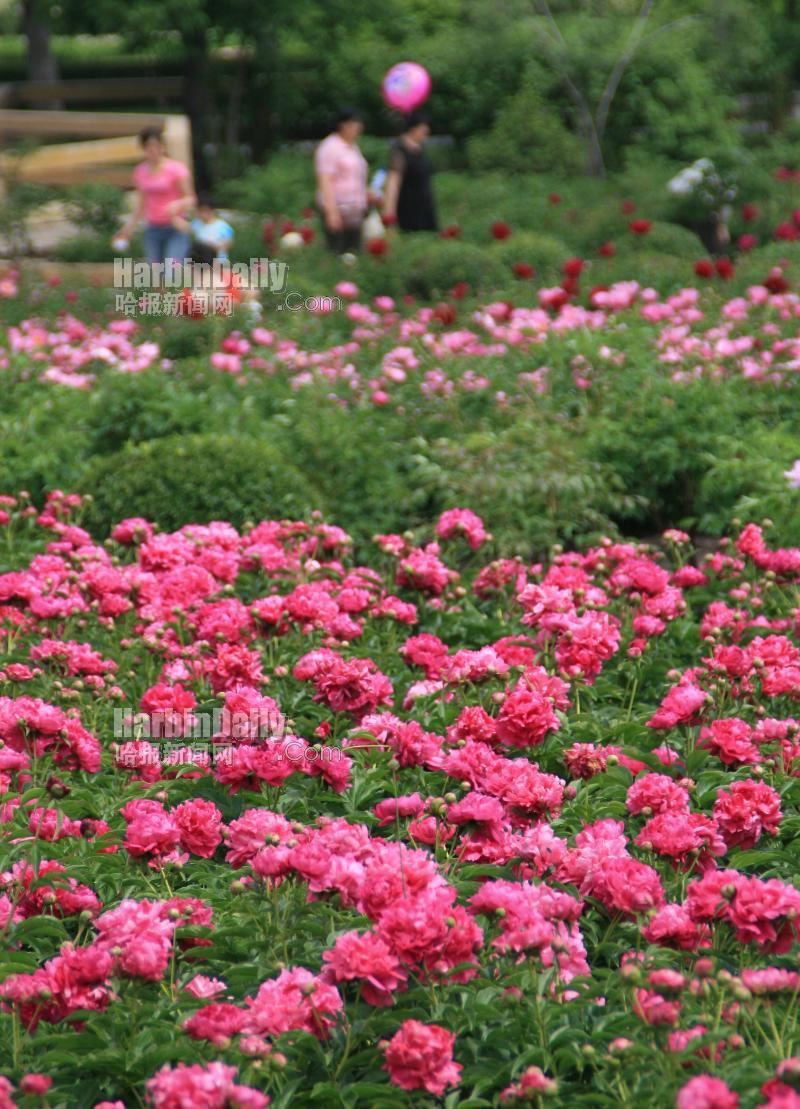 植物园万株芍药吐露芬芳(图)