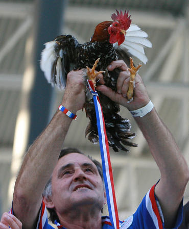 动物世界杯 真·高卢雄鸡 法国球迷带公鸡来世界杯为球队助威