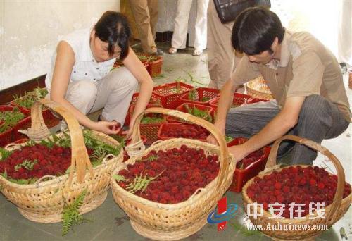 淮北江南 水果丰产(组图)