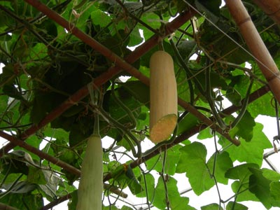 寿光看菜：西瓜树上摘丝瓜可再生（图）