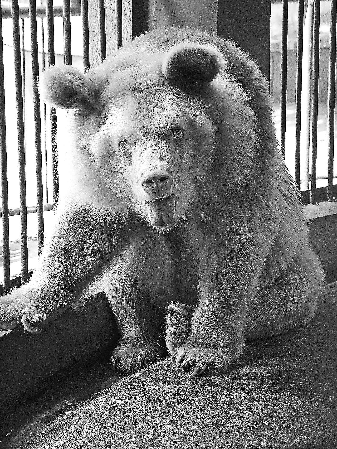 神农架白熊失明动物园呼吁援助(图)