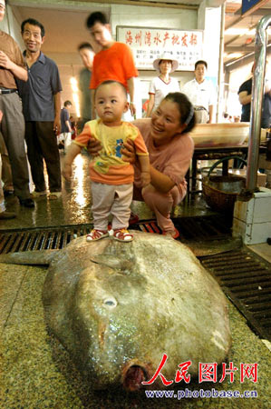 连云港发现怪鱼重一百公斤 鱼背上可站小孩(图