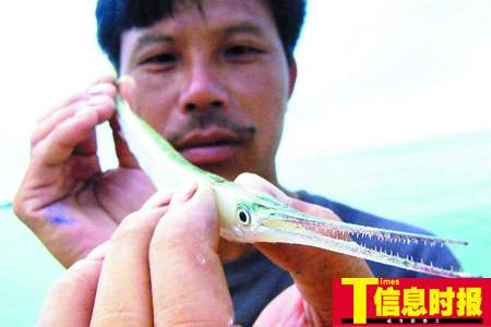 广东渔民钓到怪鱼 外形像利箭有极强攻击性(图)