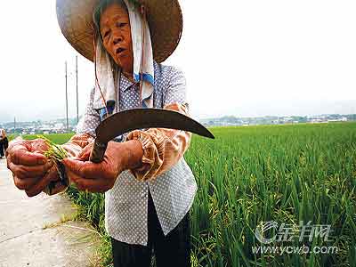 广东5月气温反常 30万农民可能将颗粒无收(图