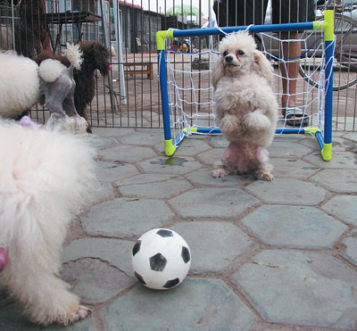 宠物狗踢上了世界杯(图)