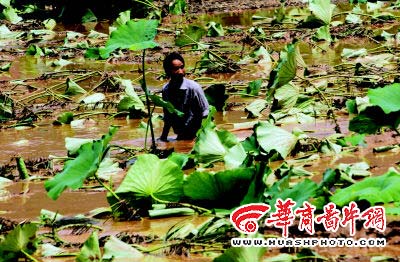 西安村民田里施肥时遭遇洪水 四人被卷走(图)