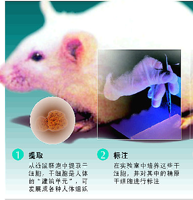 人造精子首度成功培育出生命
