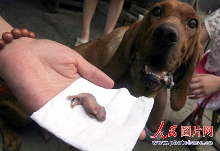 江苏一维斯拉犬产"拇指"狗崽 不足10克重(图)