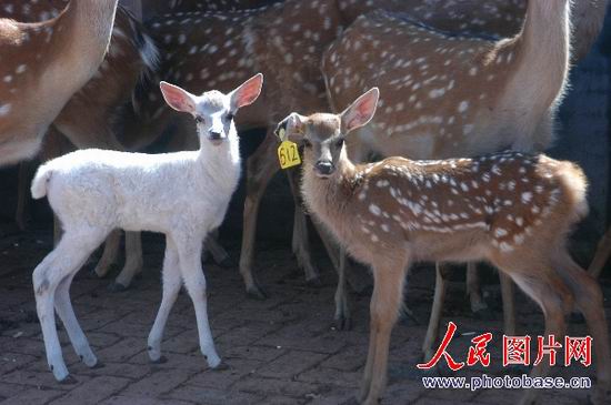 组图:牡丹江一梅花鹿产下一只小白鹿