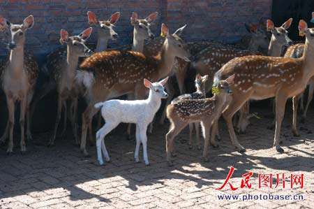 细鳞河经营所梅花鹿种鹿繁育基地的一只4岁的母鹿,产下一只白色的小鹿