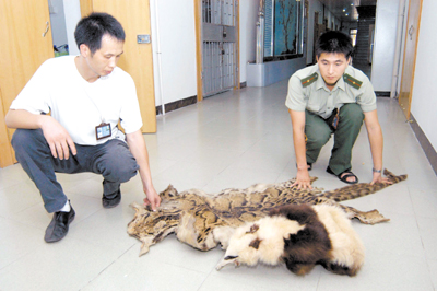 厦门破获一起贩卖大熊猫皮案(图)