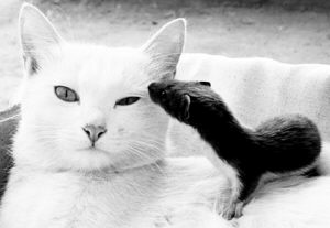 家猫与黄鼠狼母子情深(图)