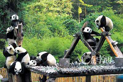圈养大熊猫成功野化放归 与同类和平共处(图)