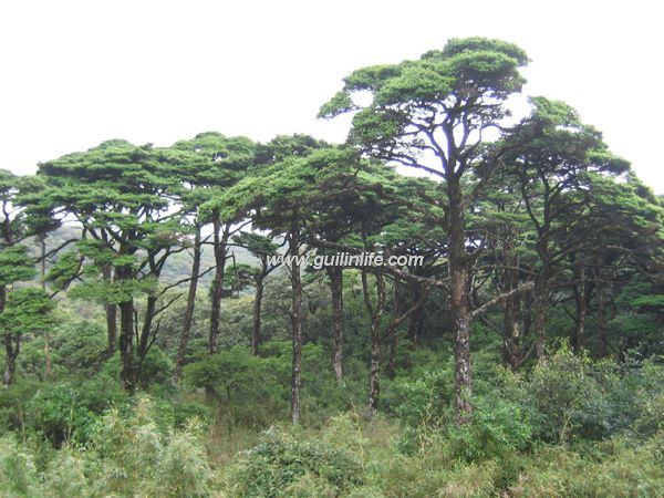 生长在高山湿地中的铁杉群