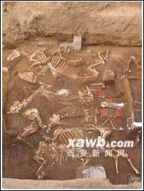 秦始皇祖母墓占地260亩 木质棺椁曾被火烧(图)