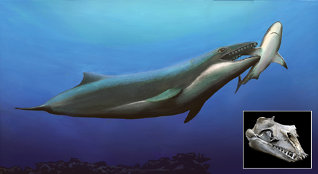 澳发现巨眼肉食须鲸化石 或重写鲸鱼进化史(图