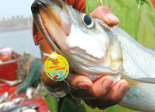 长寿湖的鲜鱼嘴上挂上商标销售 记者徐元宾摄