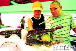 北京石景山一大型超市销售鳄鱼 186元一斤(图