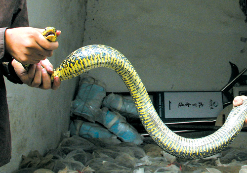 重庆居民楼内藏万条蛇 妇女偷藏蛇谎称怀孕(图