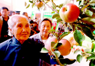 91岁老奶奶稀罕盆栽苹果(图)