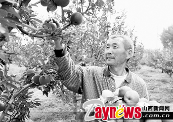 忻州市引导农民种植经济作物喜获丰收(图)