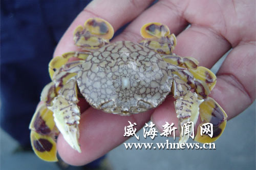这只花螃蟹模样有点怪 和普通螃蟹的样子很不同(图)