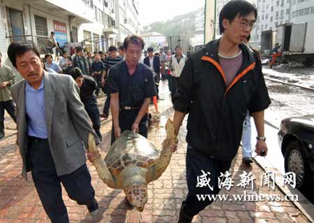 威海渔民捞出55公斤大海龟 捐给山大供研究(图
