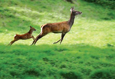 不同鹿种也可代孕 有望拯救濒危动物(图)