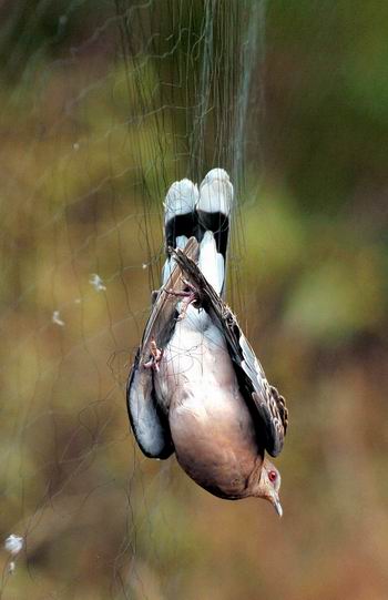 10月21日,一只斑鸠在大连老铁山自然保护区被偷猎者捕获