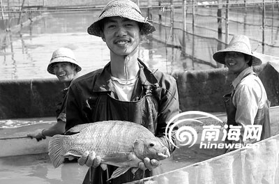 海南罗非鱼产业前景灿烂--美欧市场的巨大需求