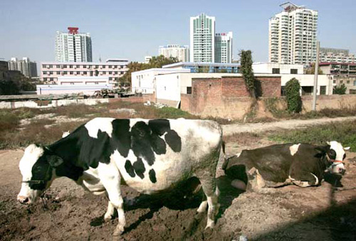 小区的一片空地上惊现养牛场 记者 邓小卫 摄