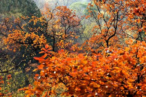 香山红叶最美丽的姿态(图)