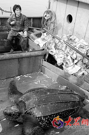 烟台渔民网起千斤国家保护动物棱皮龟(图)