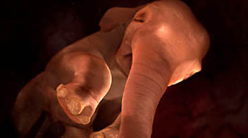 动物母体中胚胎照片首曝光:小象成长全过程(转载)