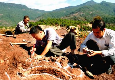 11月20日,考古工作者在云南省禄丰县抢救发掘露于地面的恐龙化石.