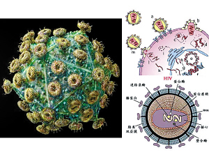 艾滋病病毒示意图