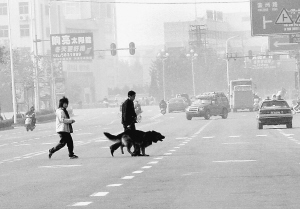 狼狗突袭路人(耳闻目睹)(组图)