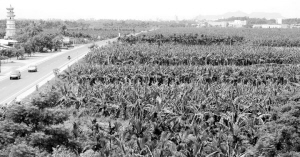 海南成全国第三大香蕉产地(图)
